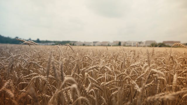 Nutrient Know-How: The Mothers Milk o...