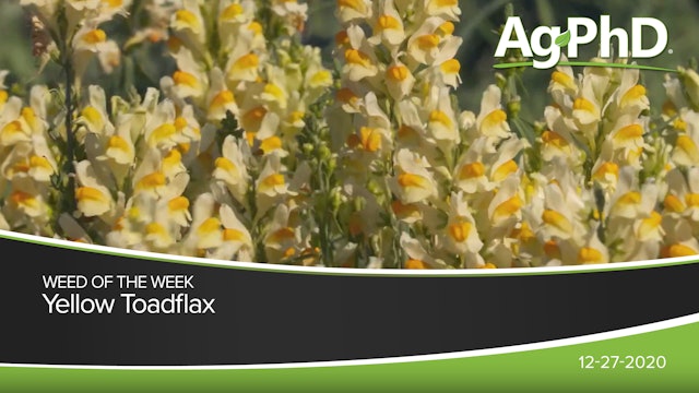 Yellow Toadflax | Ag PhD
