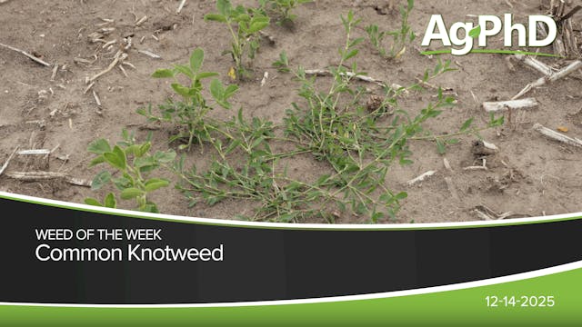 Common Knotweed | Ag PhD