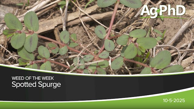 Spotted Spurge | Ag PhD