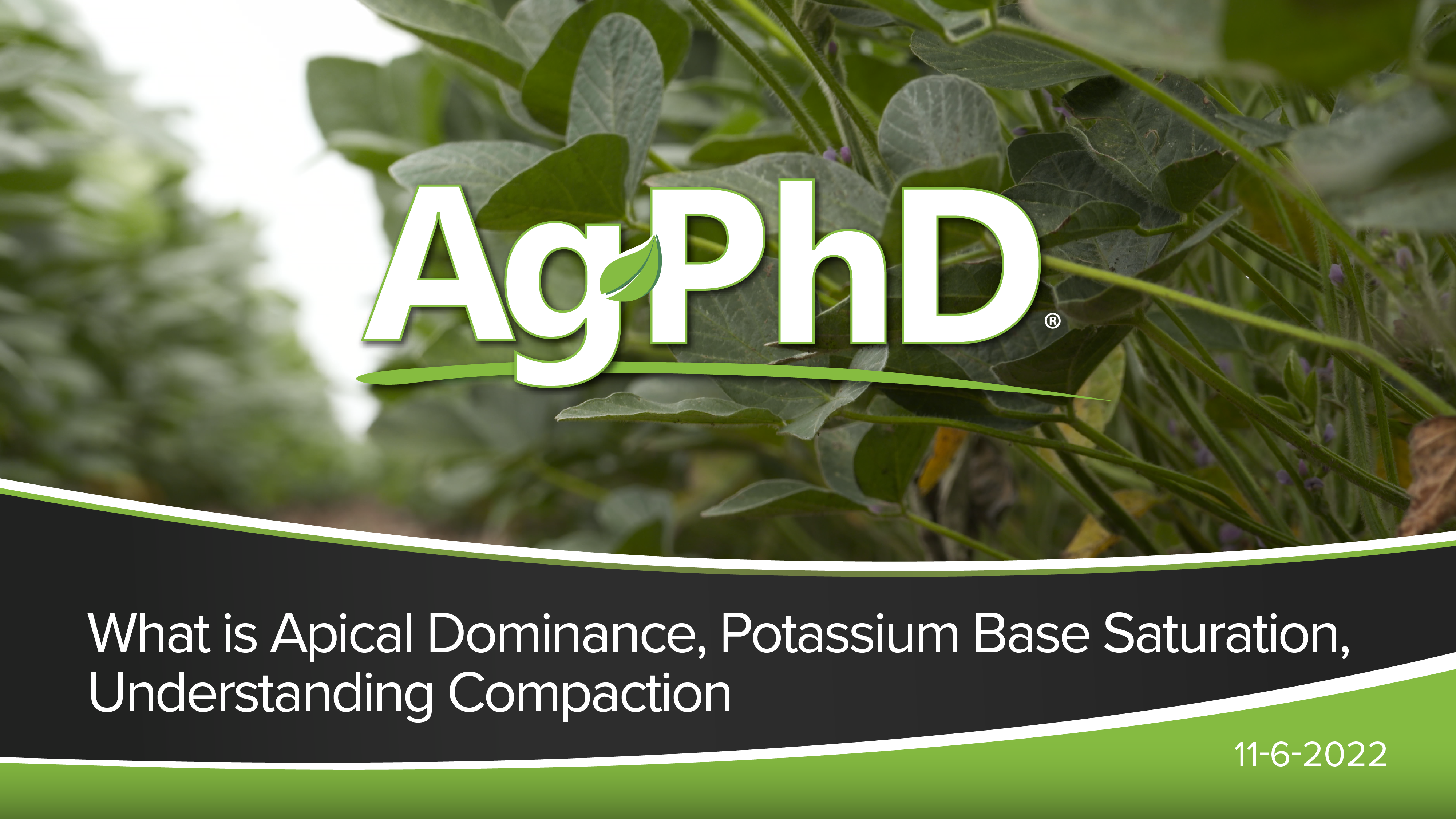 Apical Dominance, Base Saturation: Potassium, Understand Soil Compaction| Ag PhD