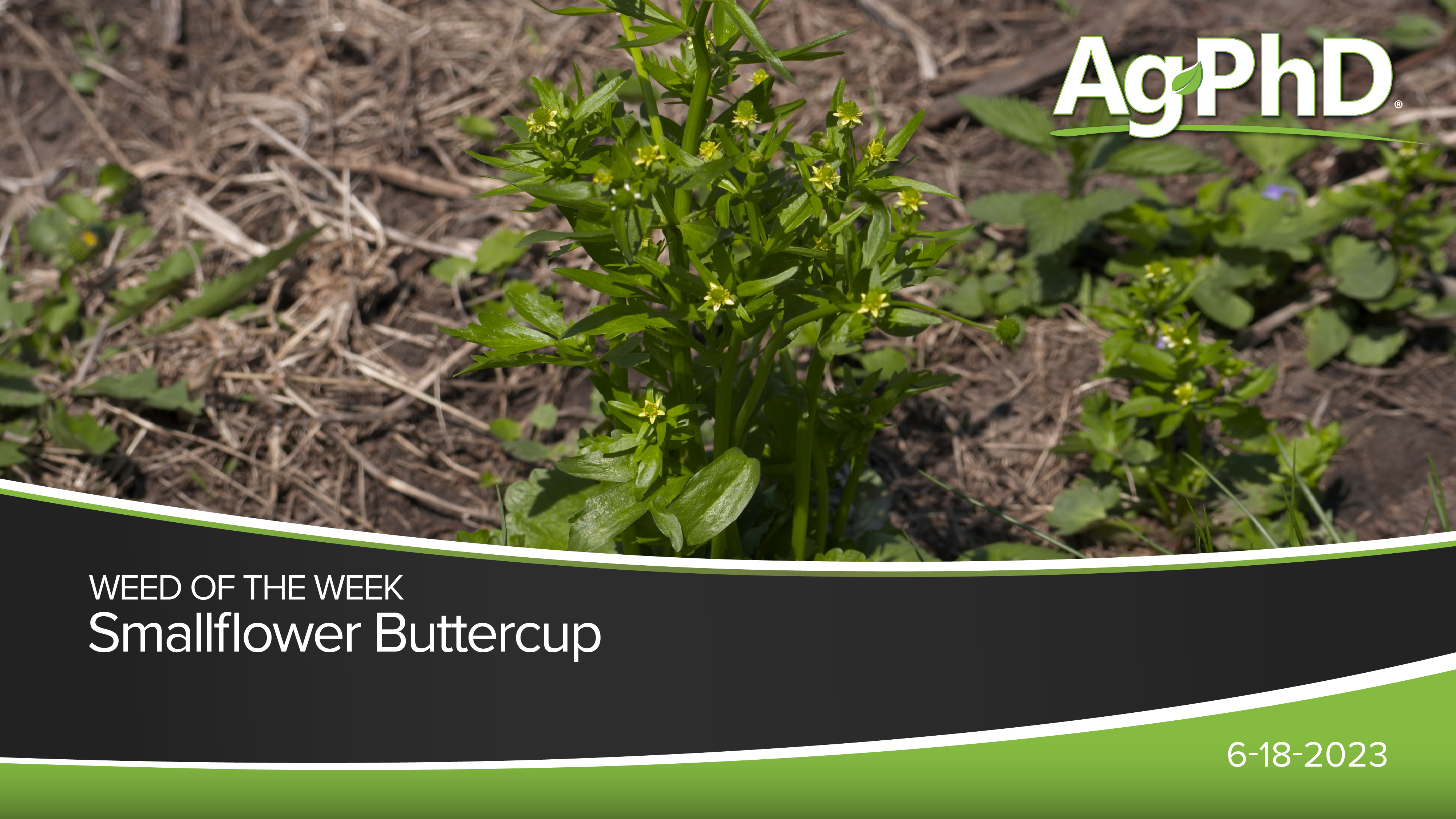 Smallflower Buttercup | Ag PhD