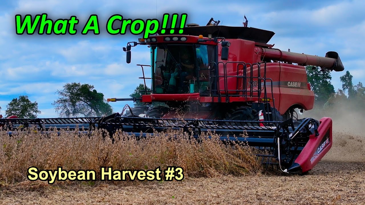 Wow!!! What A Crop!!!  Soybean Harvest #3 | Griggs Farms