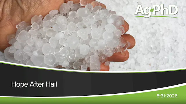 Hope After Hail | Ag PhD