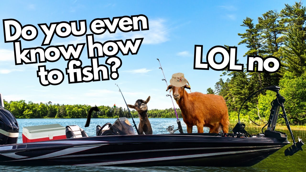 Free For All Friday | WAG in Focus 05/31/24