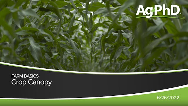 Crop Canopy