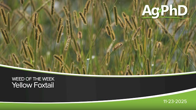 Yellow Foxtail | Ag PhD