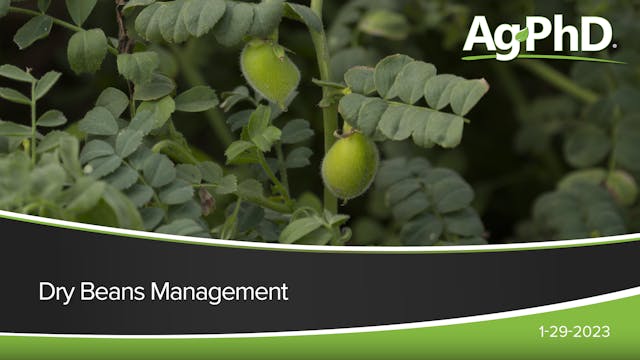 Dry Beans Management | Ag PhD