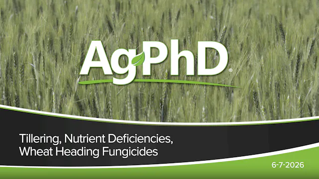 Tillering, Nutrient Deficiencies, Whe...