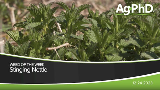 Stinging Nettle | Ag PhD