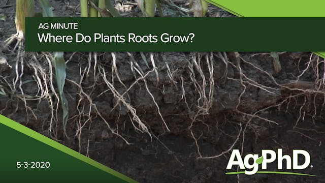 Where Do Plant Roots Grow?