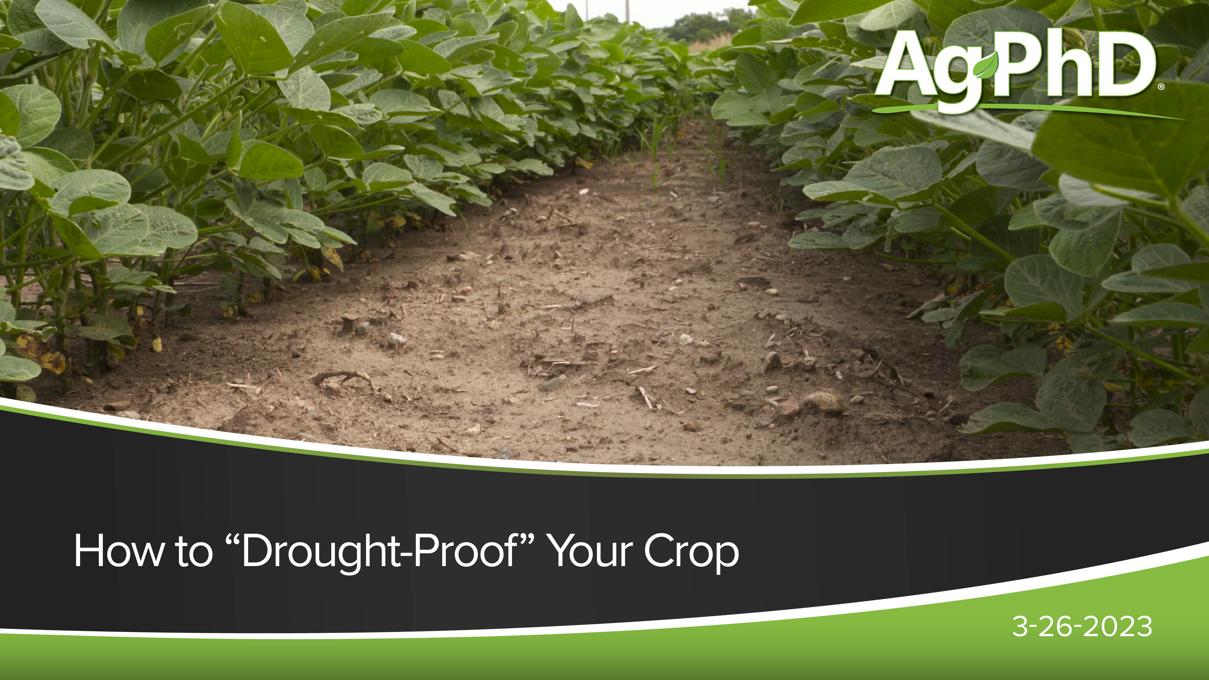 How to "Drought-Proof" Your Crop | Ag PhD