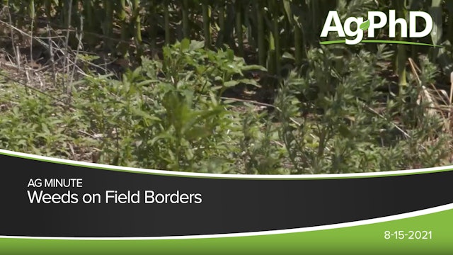 Weeds On Field Borders | Ag PhD