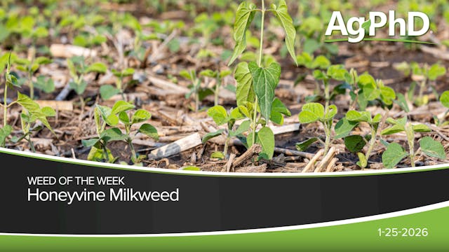 Honeyvine Milkweed | Ag PhD