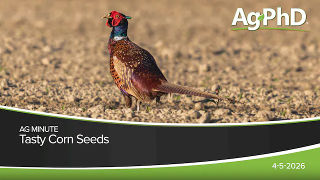 Tasty Corn Seeds | Ag PhD