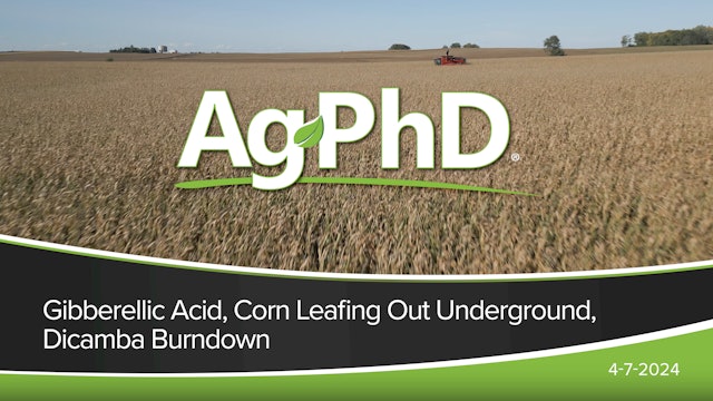 Gibberellic Acid, Corn Leafing Out Underground, Dicamba Burndown | Ag PhD