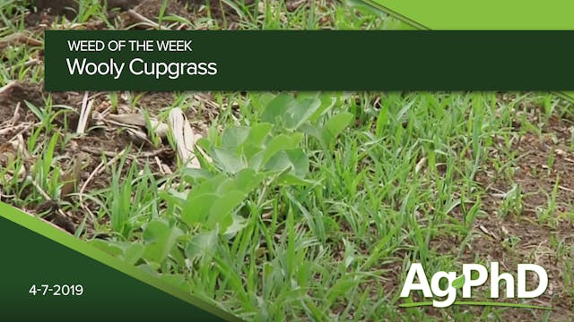 Woolly Cupgrass | Ag PhD