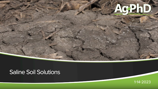Saline Soil Solutions | Ag PhD