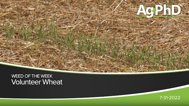 Volunteer Wheat | Ag PhD