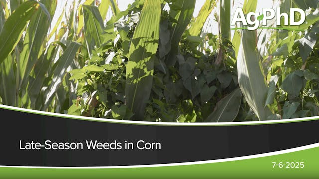 Late-Season Weeds in Corn | Ag PhD