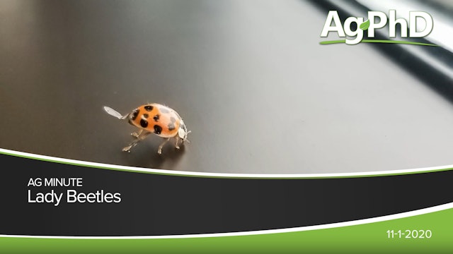 Lady Beetles | Ag PhD