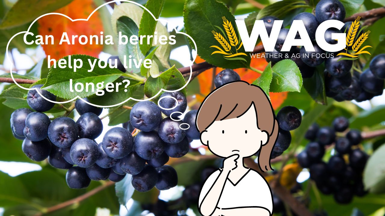 Can Aronia Berries Help You Live Longer? WAG In Focus 8/24/23