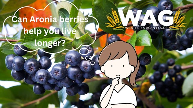 Can Aronia Berries Help You Live Long...