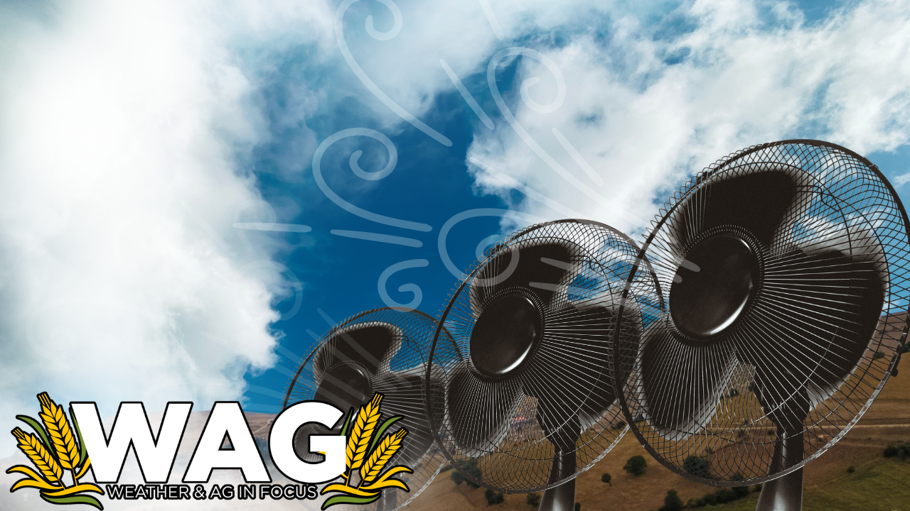 Free For All Thursday! | WAG in Focus 03-05-26