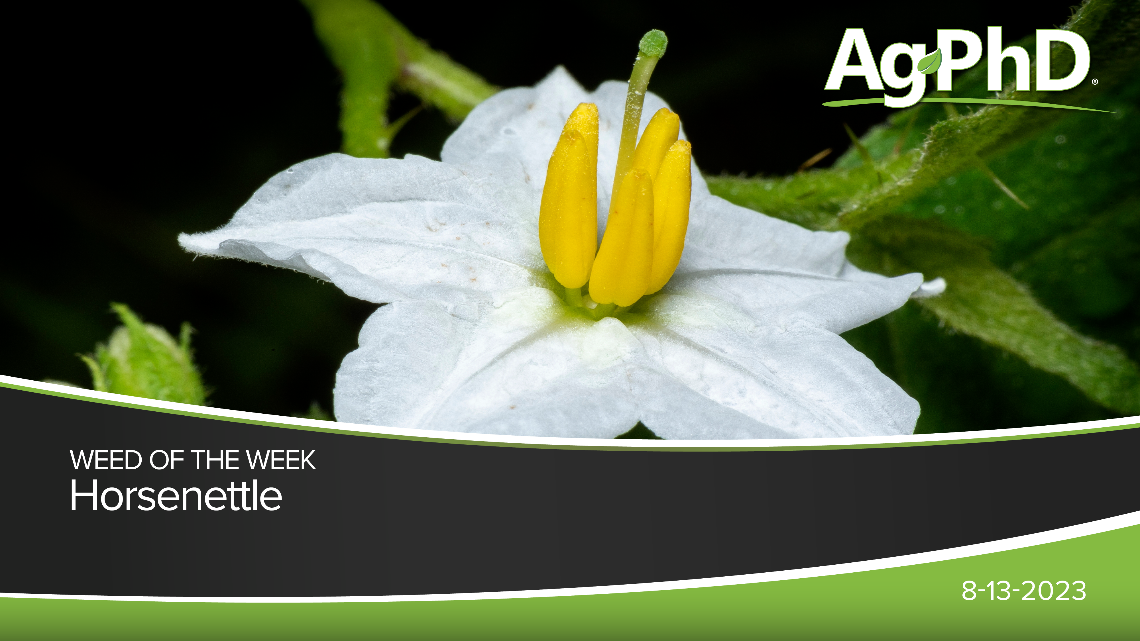 Horsenettle | Ag PhD