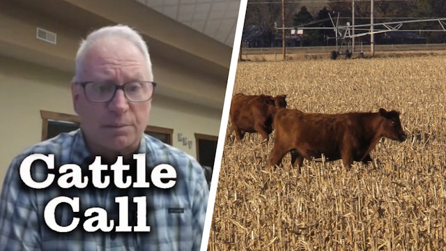 Confidence on Cattle Supply | Cattle Call