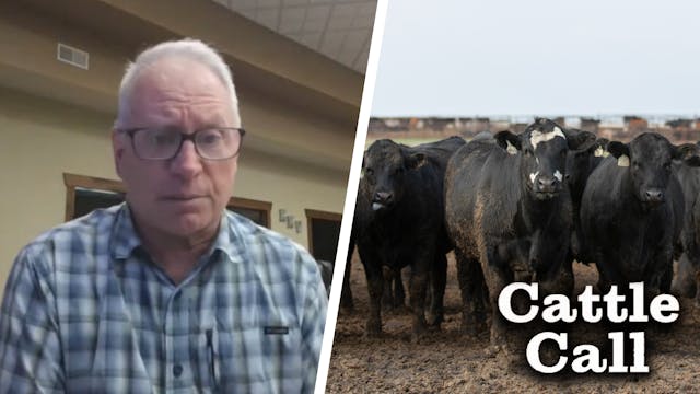 Correction in a Bull Market | Cattle ...