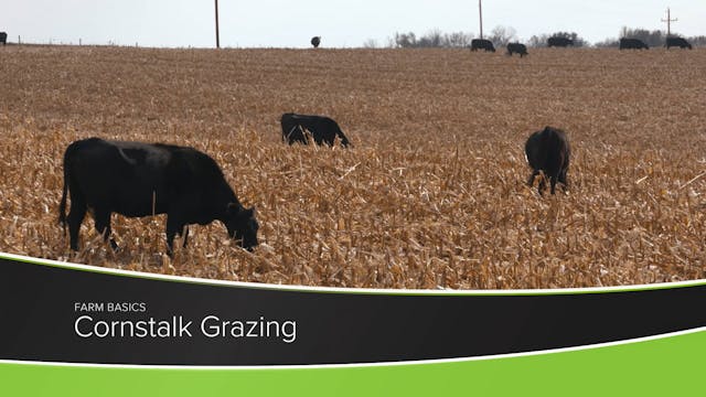 Cornstalk Grazing | Ag PhD