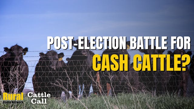 Post-Election Battle for Cash Cattle?...