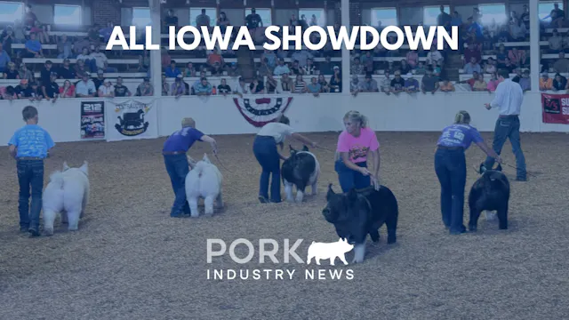 All Iowa Showdown Breeding Gilt & Mar...