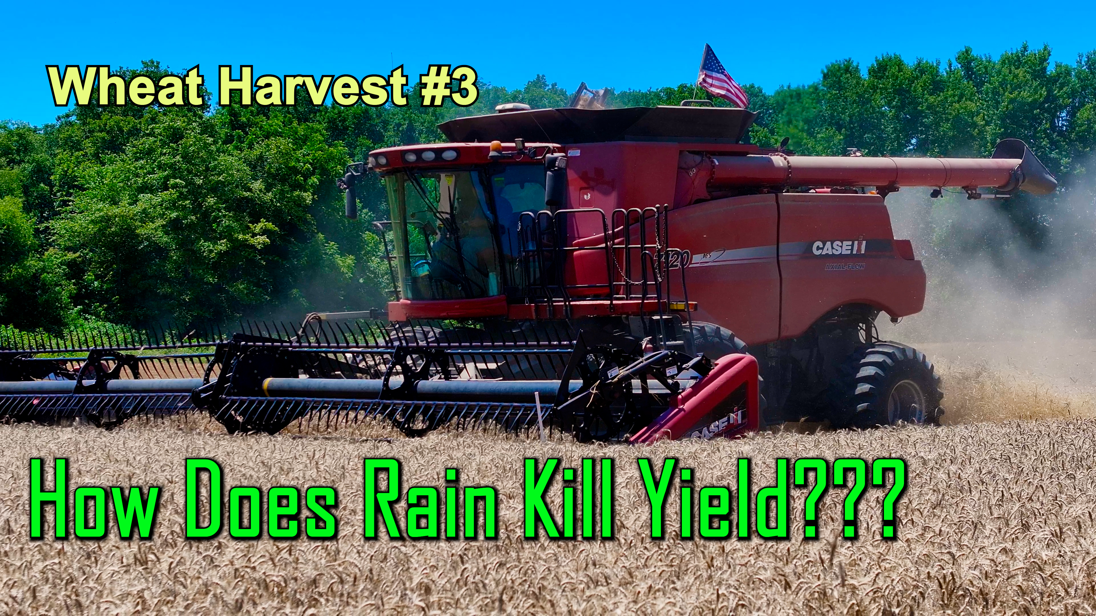 How Does Rain Kill Yield???  Wheat Harvest #3 | Griggs Farms