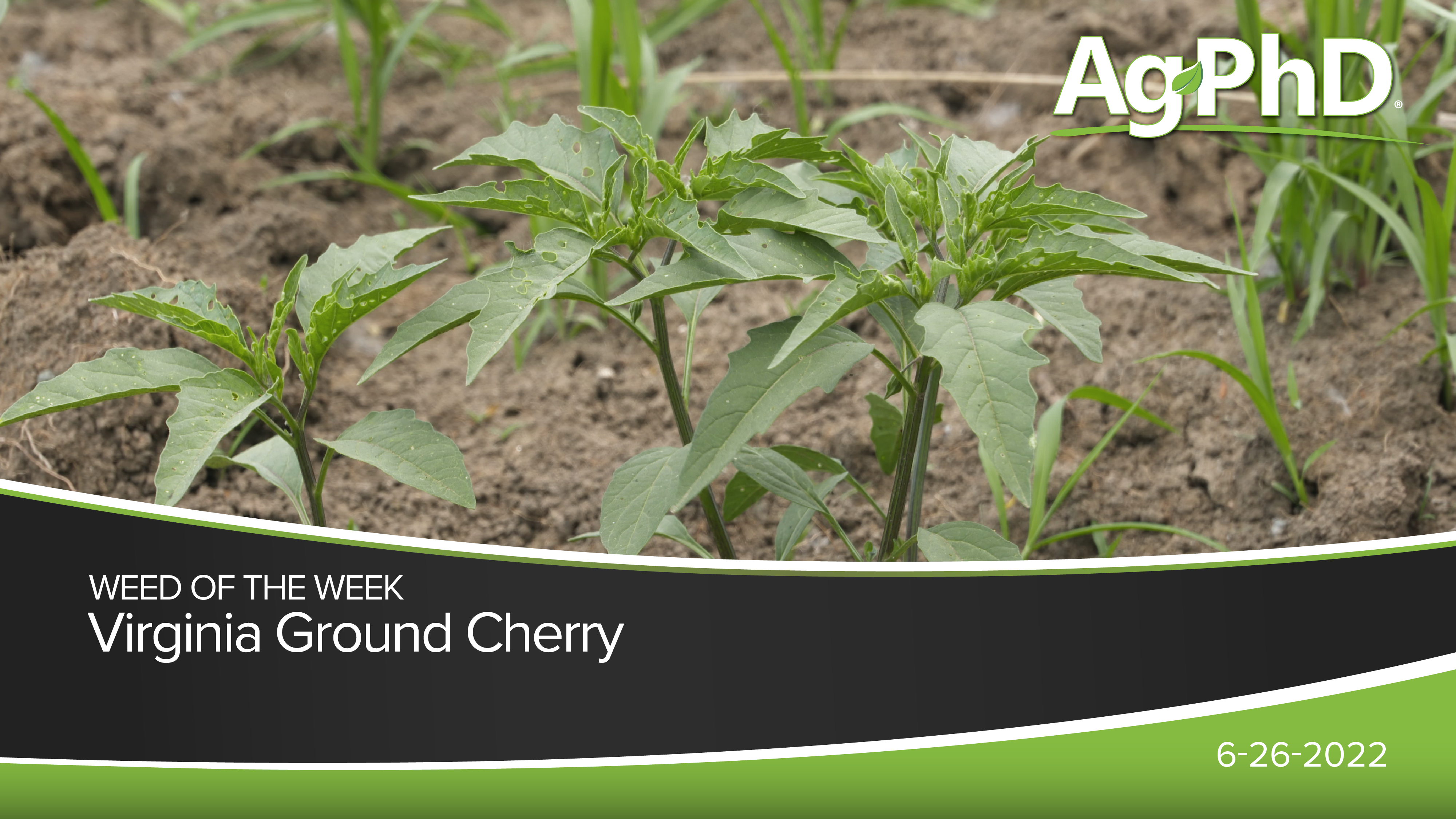 Virginia Ground Cherry | Ag PhD