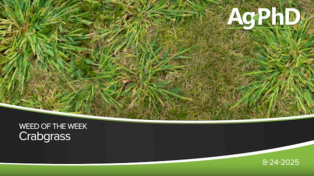Crabgrass | Ag PhD