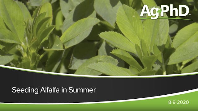 Seeding Alfalfa in Summer | Ag PhD