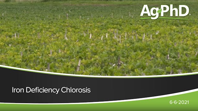 Iron Deficiency Chlorosis