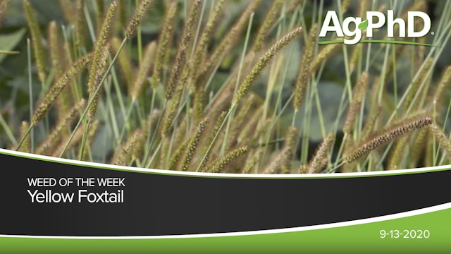 Yellow Foxtail | Ag PhD