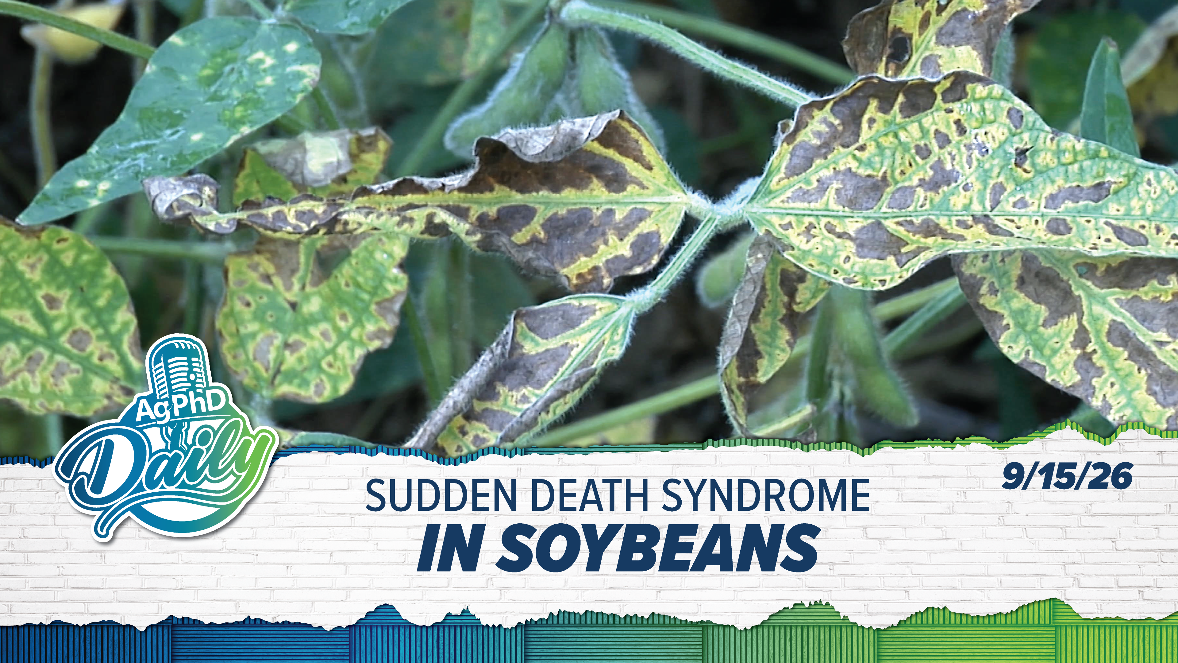 Sudden Death Syndrome in Soybean | Ag PhD Daily | 09/15/26