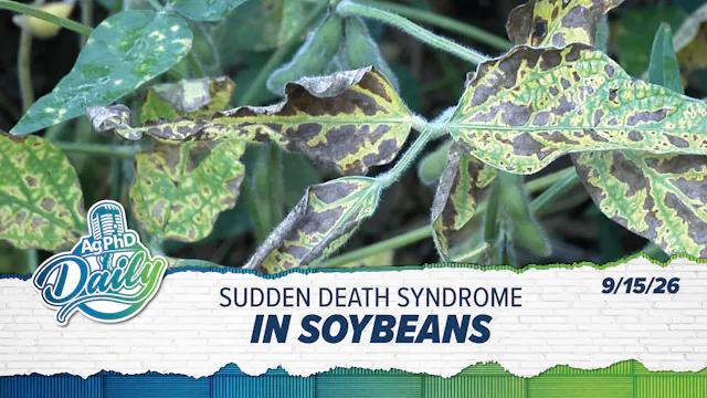 Sudden Death Syndrome in Soybean | Ag...