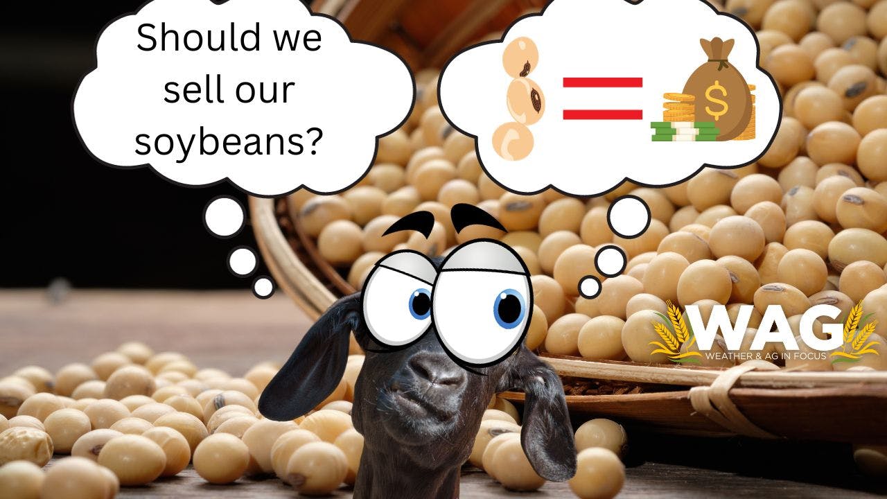 Meet Allison Thompson Owner of The Money Farm WAG In Focus 10/9/23