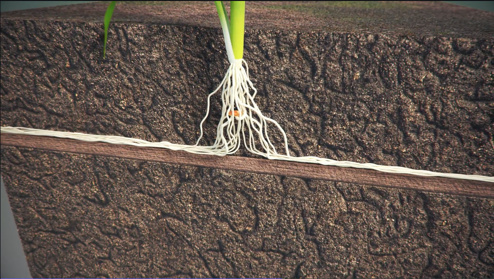 Phosphorus Deficiencies | AgroLiquid B2B