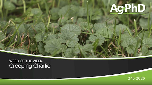 Creeping Charlie | Ag PhD