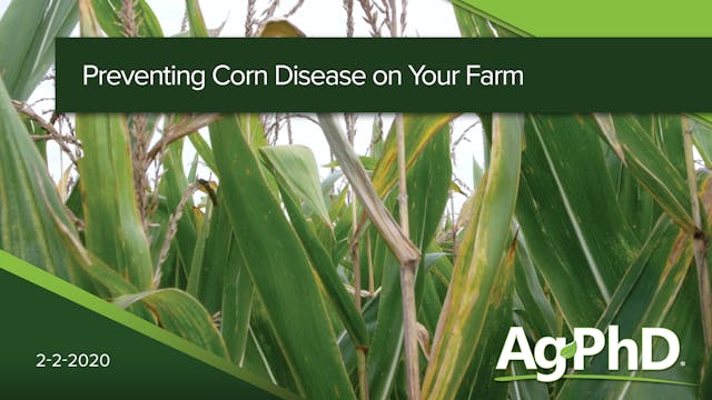 Preventing Corn Disease on Your Farm