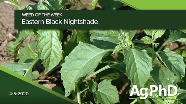 Eastern Black Nightshade | Ag PhD