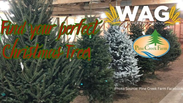 Find Your Perfect Christmas Tree! | W...