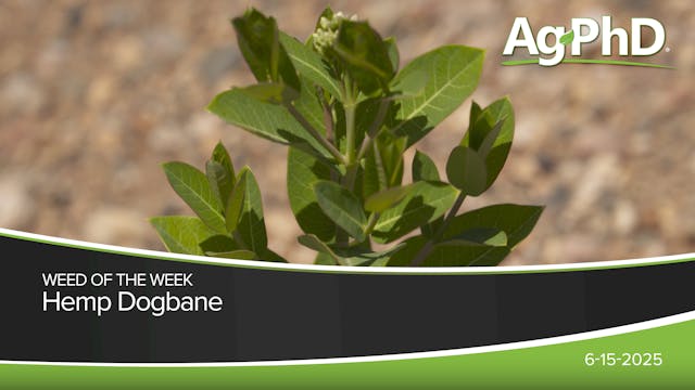 Hemp Dogbane | Ag PhD