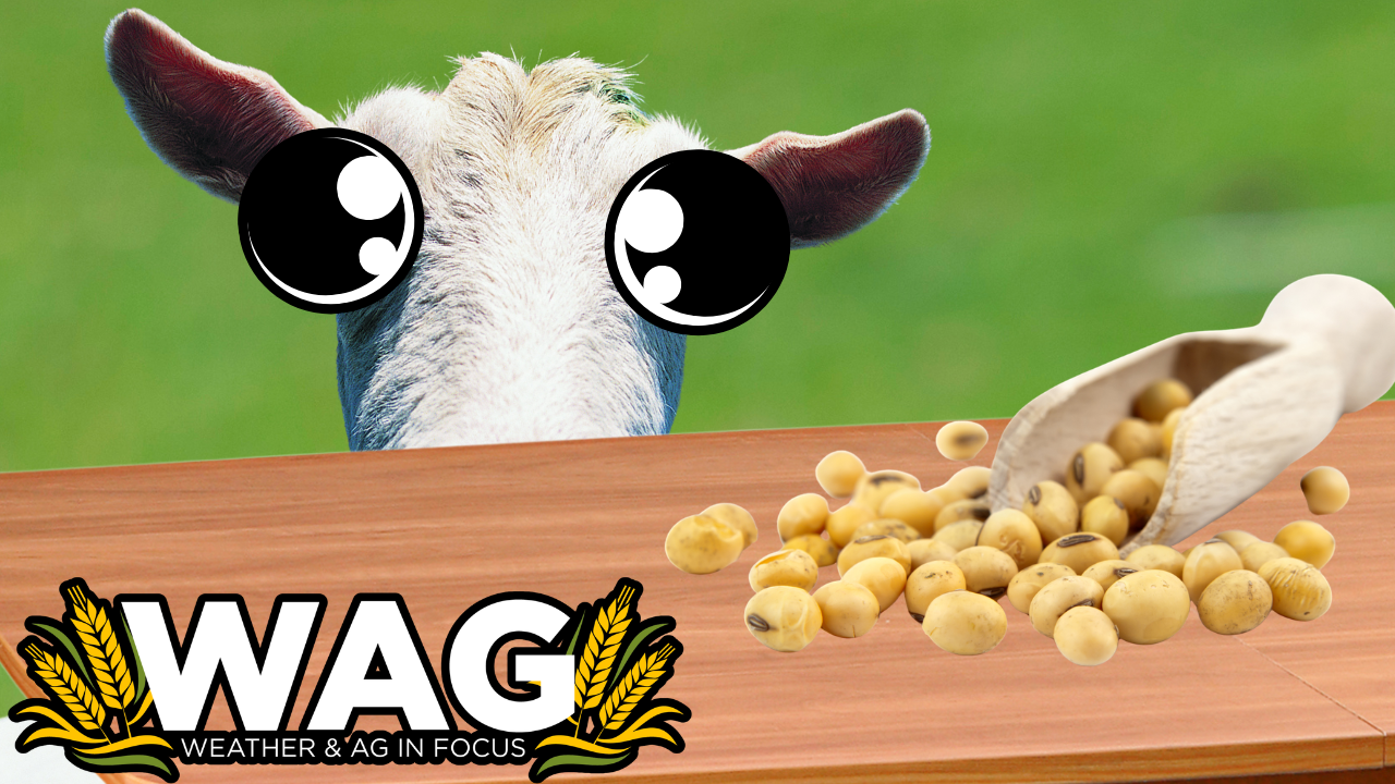 Finally Friday | WAG in Focus 06-26-26